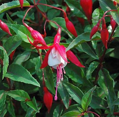 Fuchsie Madame Cornelissen - Fuchsia magellanica