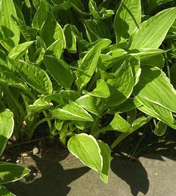 Schmalblattfunkie Alba - Hosta sieboldii