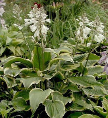 Funkie Yellow River - Hosta Hybrid