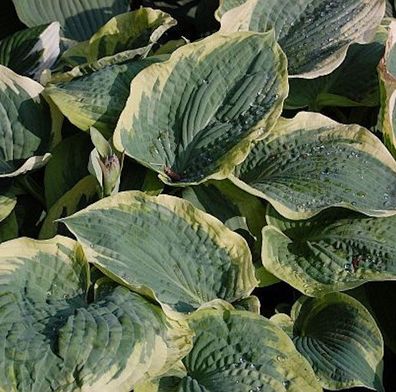 Funkie American Halo - Hosta cultorum