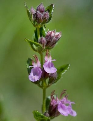 Echter Gamander Wildform - Teucrium chamaedrys