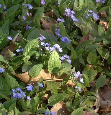Gedenkemein - Omphalodes verna