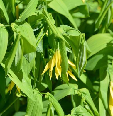 Schwefel Trauerglocke - Uvularia perfoliata