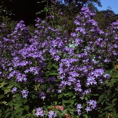 Doldenglockenblume Pouffe - Campanula lactiflora