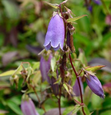 Punktierte Glockenblume - Campanula punctata