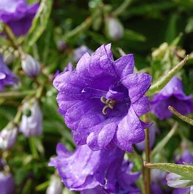 Nesselglockenblume Bernice - Campanula trachelium