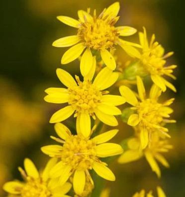 Goldrute Laurin - Solidago virgaurea