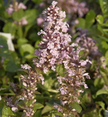Kriechender Günsel Rosea - Ajuga reptans