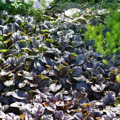 Günsel rotlaubig - Ajuga reptans