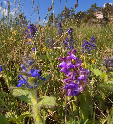 Genfer Günsel Tottenham - Ajuga genevensis