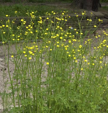 Knollige Hahnenfuß - Ranunculus bulbosus