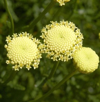 Grünes Heiligenkraut - Santolina rosmarinifolia