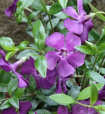 10x Immergrün Rubra Plena - Vinca minor