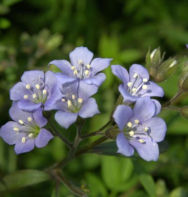 Jakobsleiter Blue Pearl - Polemonium reptans