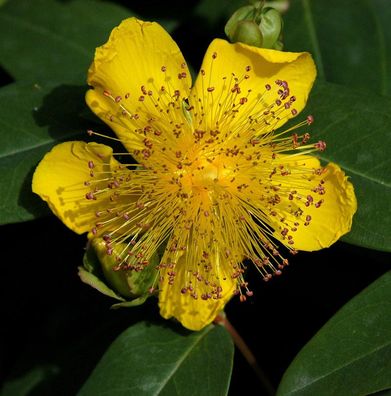 Teppich Johanniskraut Rose von Sharon - Hypericum calycinum