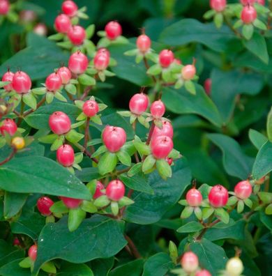 Johanniskraut Miracle Blossom 30-40cm - Hypericum