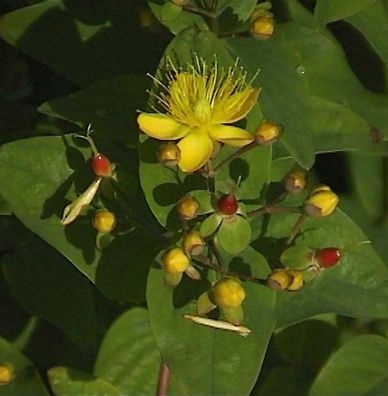 Johanniskraut Miracle Pistache 30-40cm - Hypericum