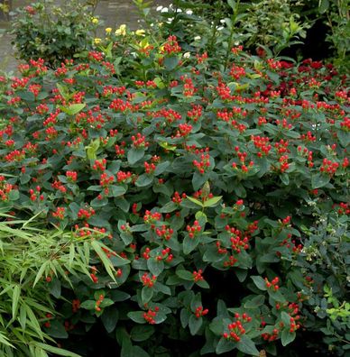 Johanniskraut Magical Red 30-40cm - Hypericum