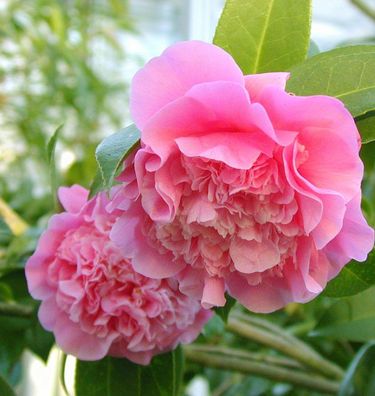 Hochstamm Rosa Kamelie Debbie 80-100cm - Camelia williamsii