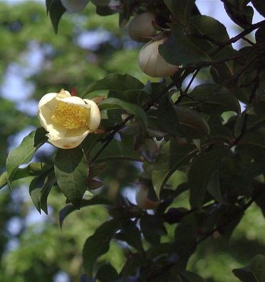 Japanische Scheinkamelie 80-100cm - Stewartia pseudocamellia