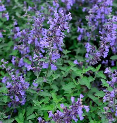 Katzenminze Senior - Nepeta faassenii