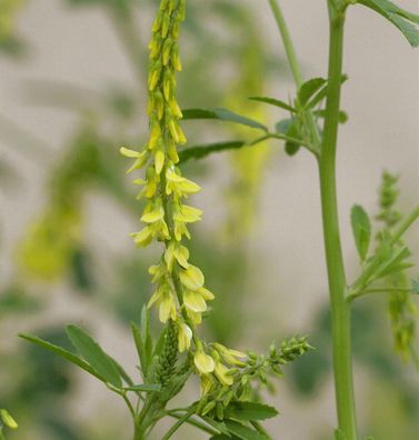 Gelber Steinklee - Melilotus officinalis