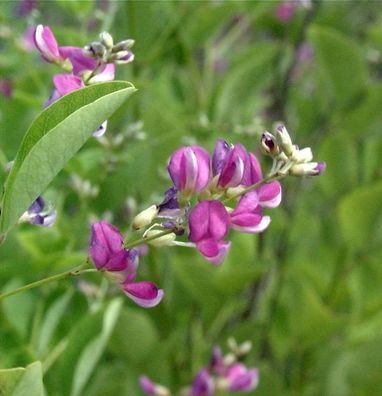 Zweifarbiger Buschklee 30-40cm - Lespedeza bicolor