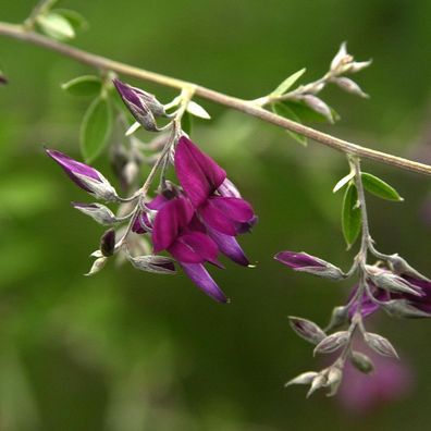 Zweifarbiger Buschklee Summer Beauty 30-40cm - Lespedeza bicolor