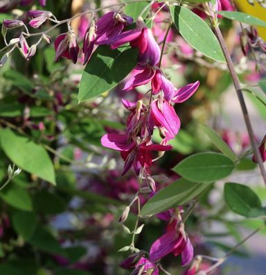 Buschklee 30-40cm - Lespedeza thunbergii