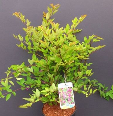 Japanischer Buschklee 30-40cm - Lespedeza buergeri