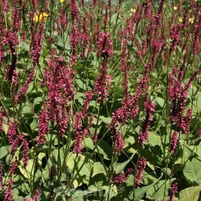 Kerzenknöterich J.S. Caliente - Persicaria amplexicaulis