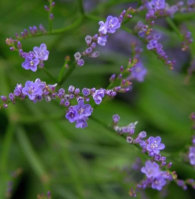 Meerlavendel - Limonium latifolium