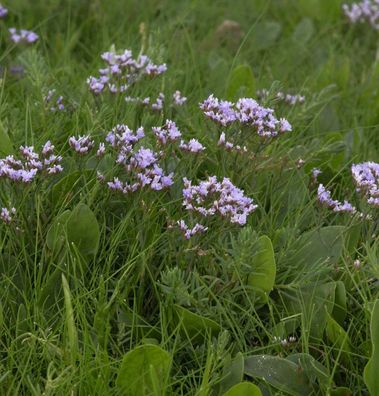 Strandflieder - Limonium vulgare