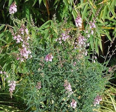 Italienisches Leinkraut Canon J. Want - Linaria purpurea