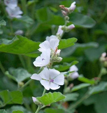 Moschus Malve - Malva moschata