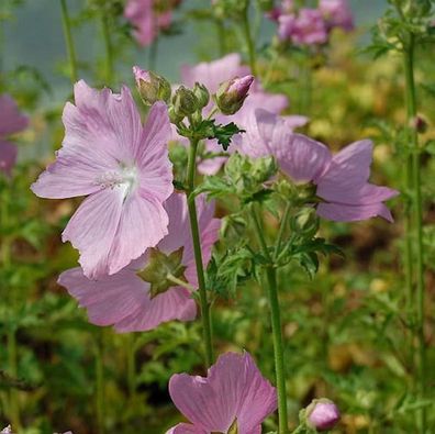 Rosen Malve - Malva alcea