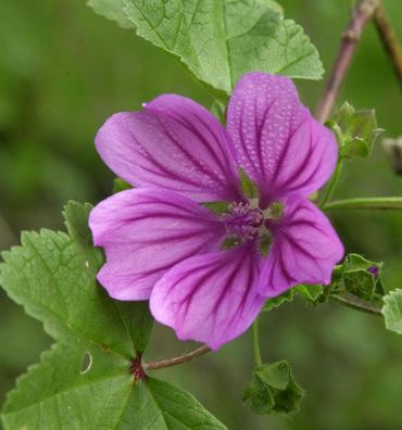 Wilde Malve - Malva sylvestris