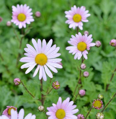 Grönland Margerite Stella - Arctanthemum arcticum