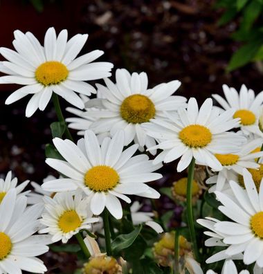 Wiesen Margerite Madonna - großer Topf - Leucanthemum maximum