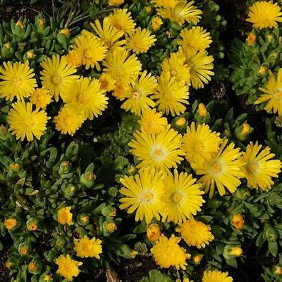 Mittagsblümchen Golden Nugget - Delosperma congestrum