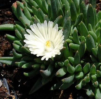 Mittagsblümchen White Nugget - Delosperma congestum