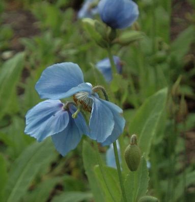 Scheinmohn - Meconopsis betonicifolia