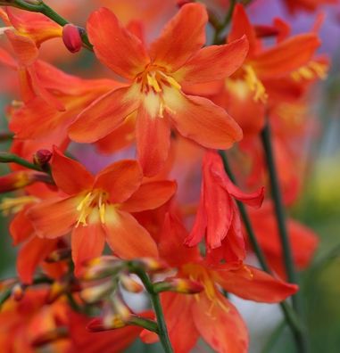 Riesen Montbretie - Crocosmia paniculata