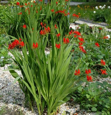 Garten Monbretie Red King - Crocosmia crocosmiiflora