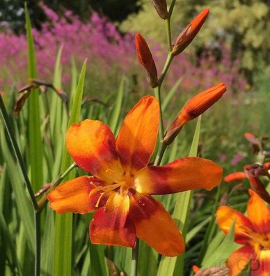 Garten Monbretie Emily Mc Kenzie - großer Topf - Crocosmia masoniorum