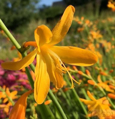 Garten Monbretie George Davidson - großer Topf - Crocosmia masoniorum