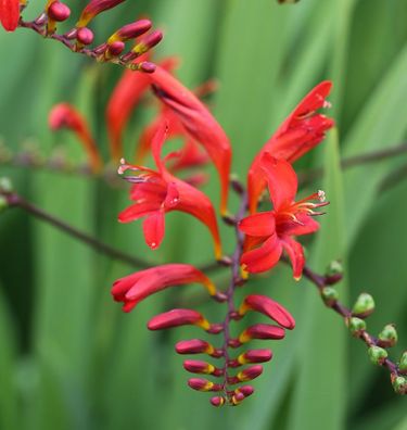 Garten Monbretie Lucifer - großer Topf - Crocosmia masoniorum