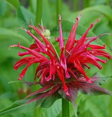 Indianernessel Jacob Cline - Monarda fistulosa
