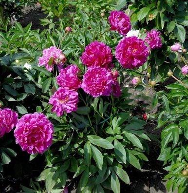 Edelpfingstrose General MacMahon - Paeonia lactiflora