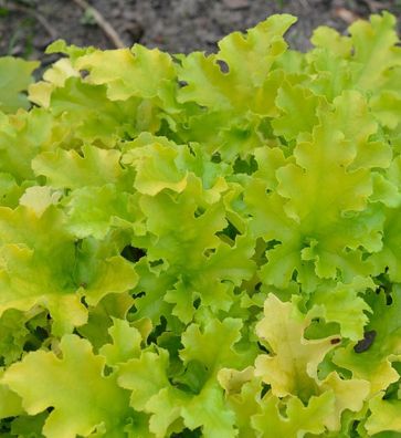 Zottiges Silberglöckchen - Heuchera villosa